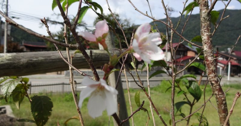 桜が咲きました！