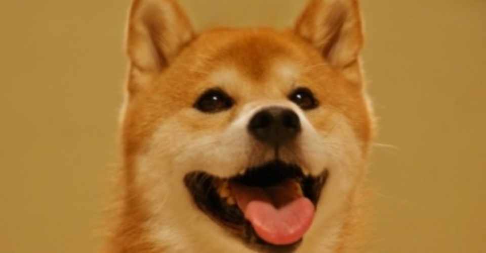 桃太郎と出会う前の話 犬の場合 前編 Taichi コロナで一時帰国中 Note