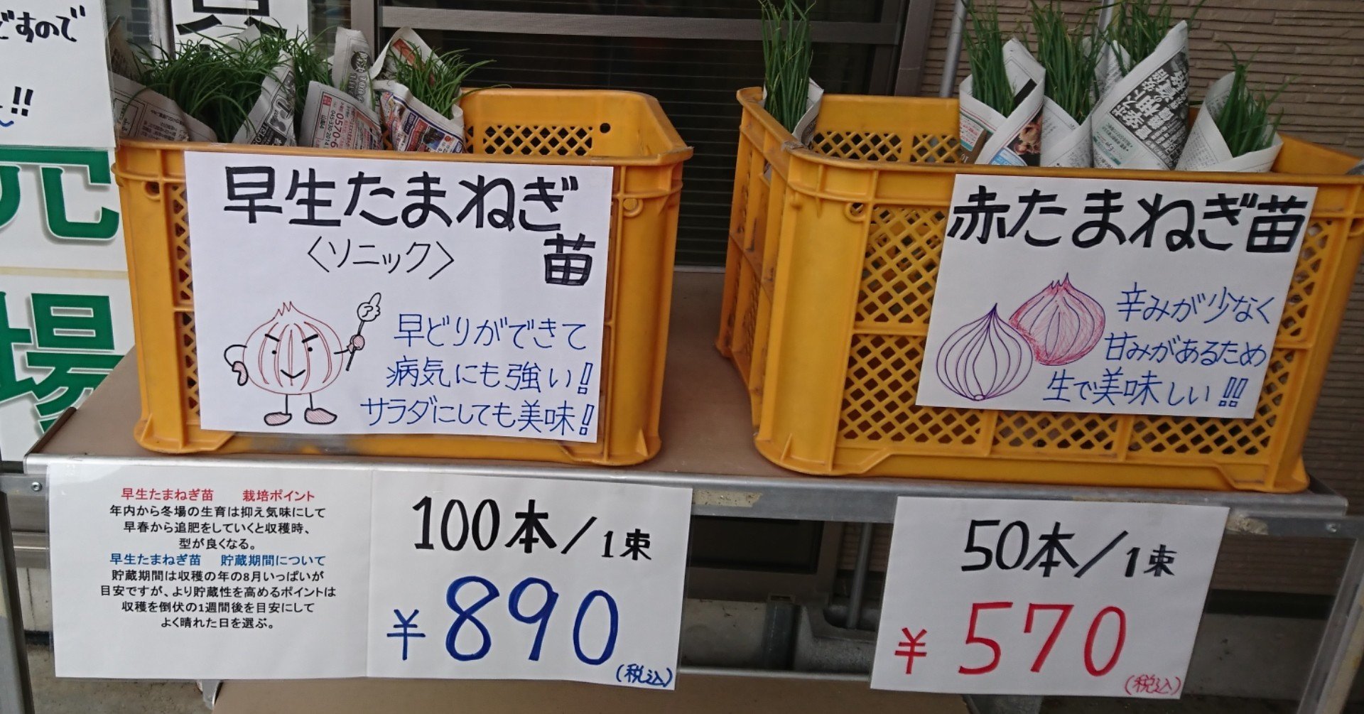 家庭菜園の難関品目 タマネギ 挑戦してみませんか タネや 初鹿野商店 Note