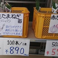 おうち時間で山菜採り タラの芽栽培キット販売開始しました タネや 初鹿野商店 Note おうち時間で山菜採り タラの芽栽培キット販売開始しました タネや 初鹿野商店 Note