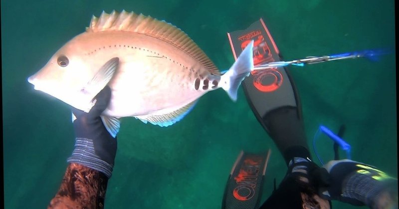 お魚突き の新着タグ記事一覧 Note つくる つながる とどける お魚突き の新着タグ記事一覧 Note つくる つながる とどける