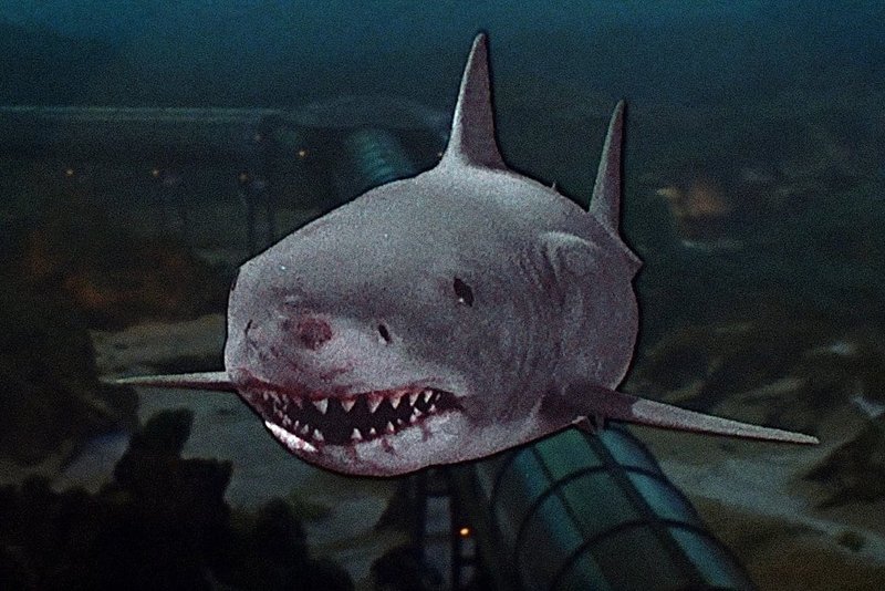 動きすぎてはいけない サメ映画について 杜口 Note