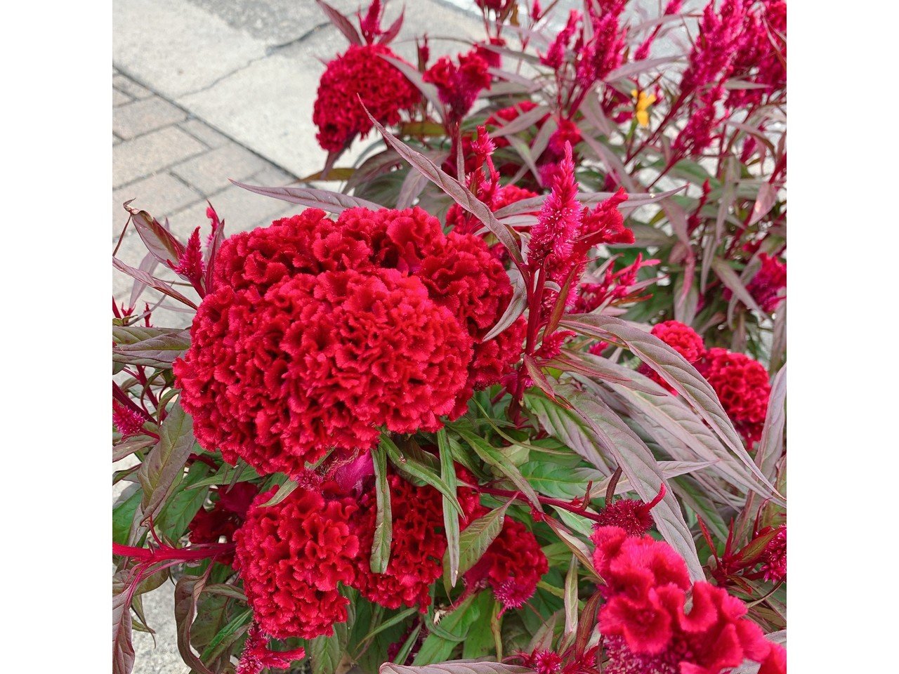 道端の花壇のこの子がかわいい ケイトウ ってゆうお花 モフモフしているところが鳥のトサカに似ているから鶏頭 ケイトウ という名前のようです 道端の 花壇 きっと近所の人や街の方が手入れしてく Chikako Dancer Note 道端の花壇のこの子がかわいい ケイトウ ってゆうお花 モフモフしているところが鳥のトサカに似ているから鶏頭 ケイトウ という名前のようです 道端の 花壇 きっと近所の人や街の方が手入れしてく Chikako Dancer Note