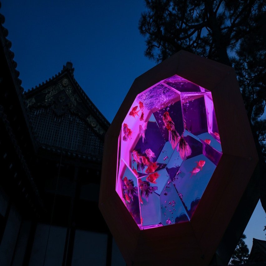 京都 アートアクアリウム城 でトリエンナーレな金魚の舞を撮影 ヒコノート Note