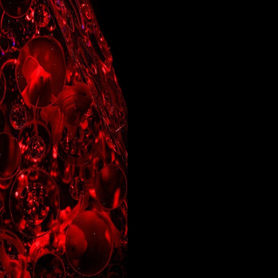 京都 アートアクアリウム城 でトリエンナーレな金魚の舞を撮影 ヒコノート Note