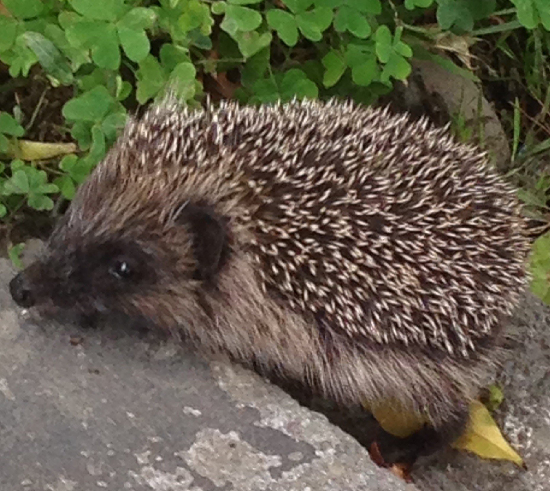 英語 ハリネズミ