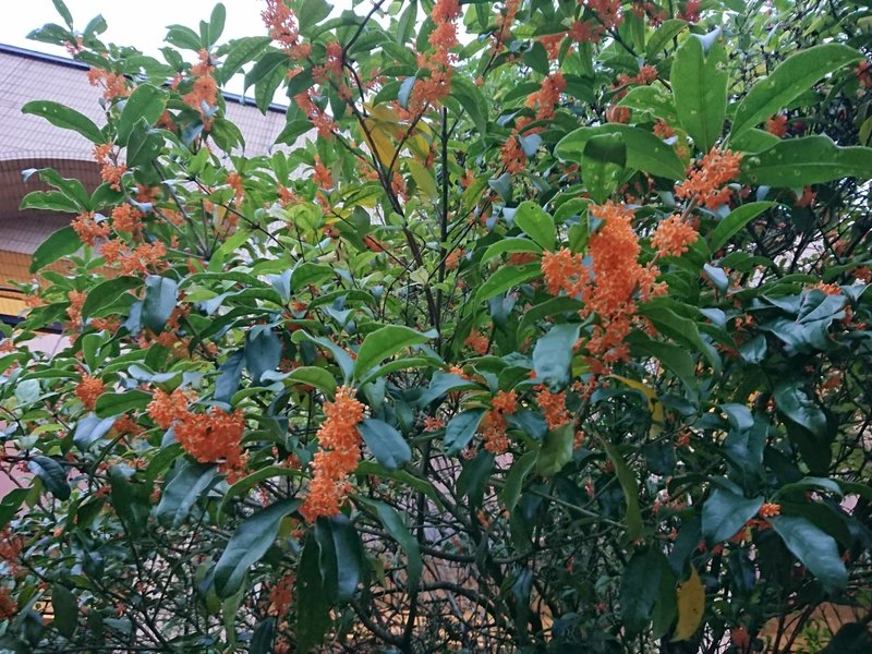 歌集 赤黄色の金木犀 全166首 宙の音 Note