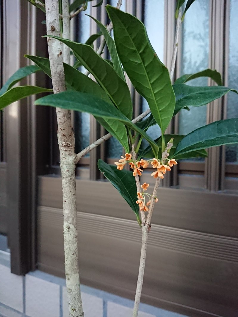 歌集 赤黄色の金木犀 全166首 宙の音 Note