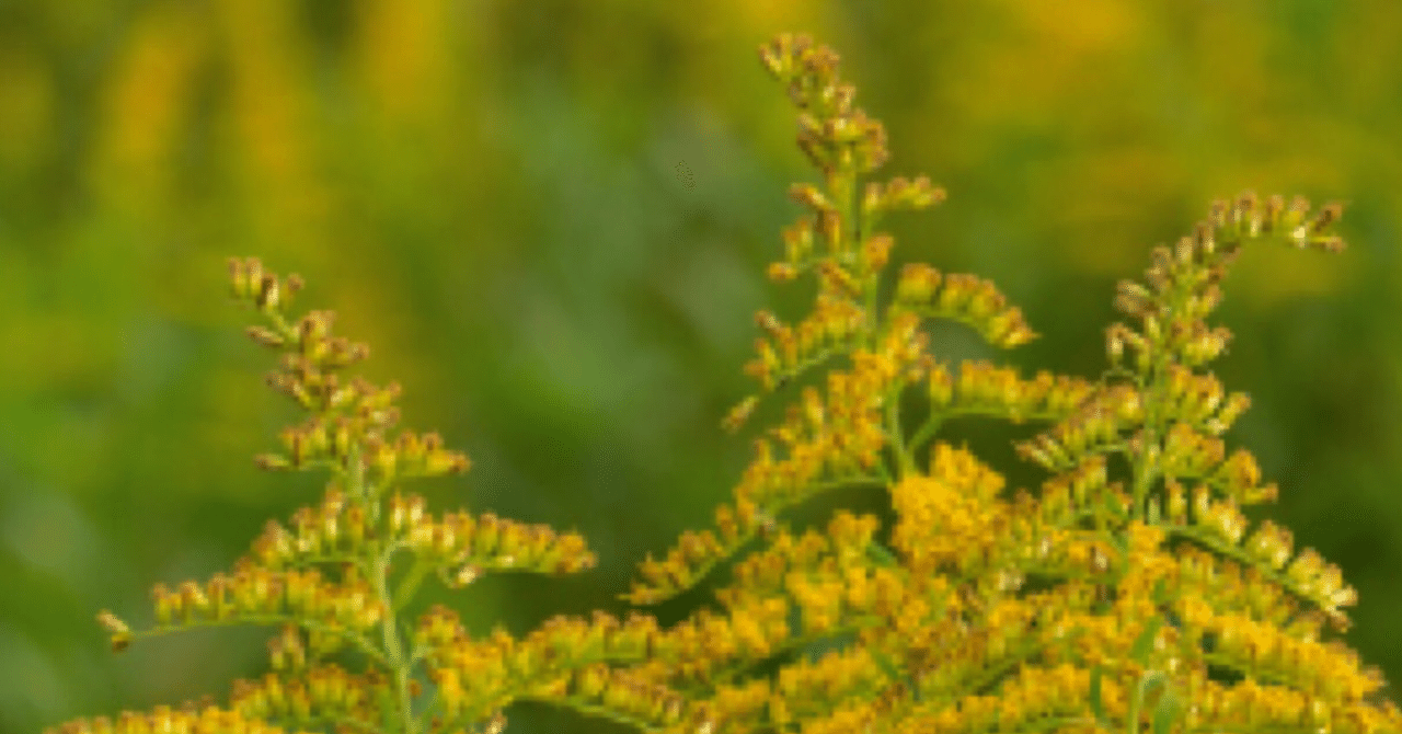 季節のお花 豚草 ちむと書 Note 季節のお花 豚草 ちむと書 Note