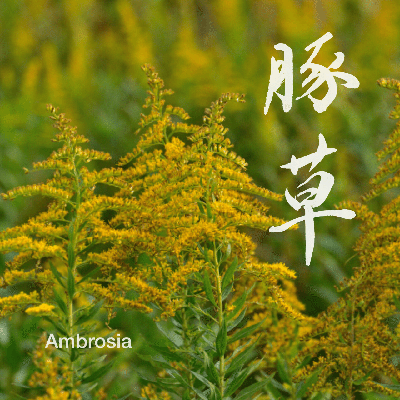 季節のお花 豚草 ちむと書 Note