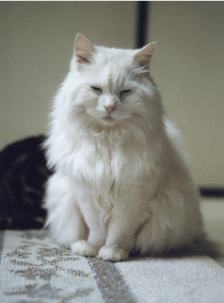 モップ猫 の新着タグ記事一覧 Note つくる つながる とどける