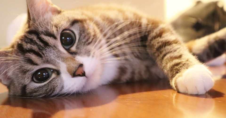 ブロードライン 猫の耳ダニへの効果を解説 ミカリン Note