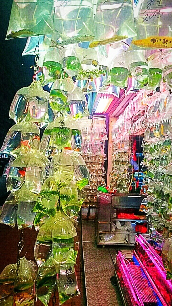 金魚 香港 Toococco Note