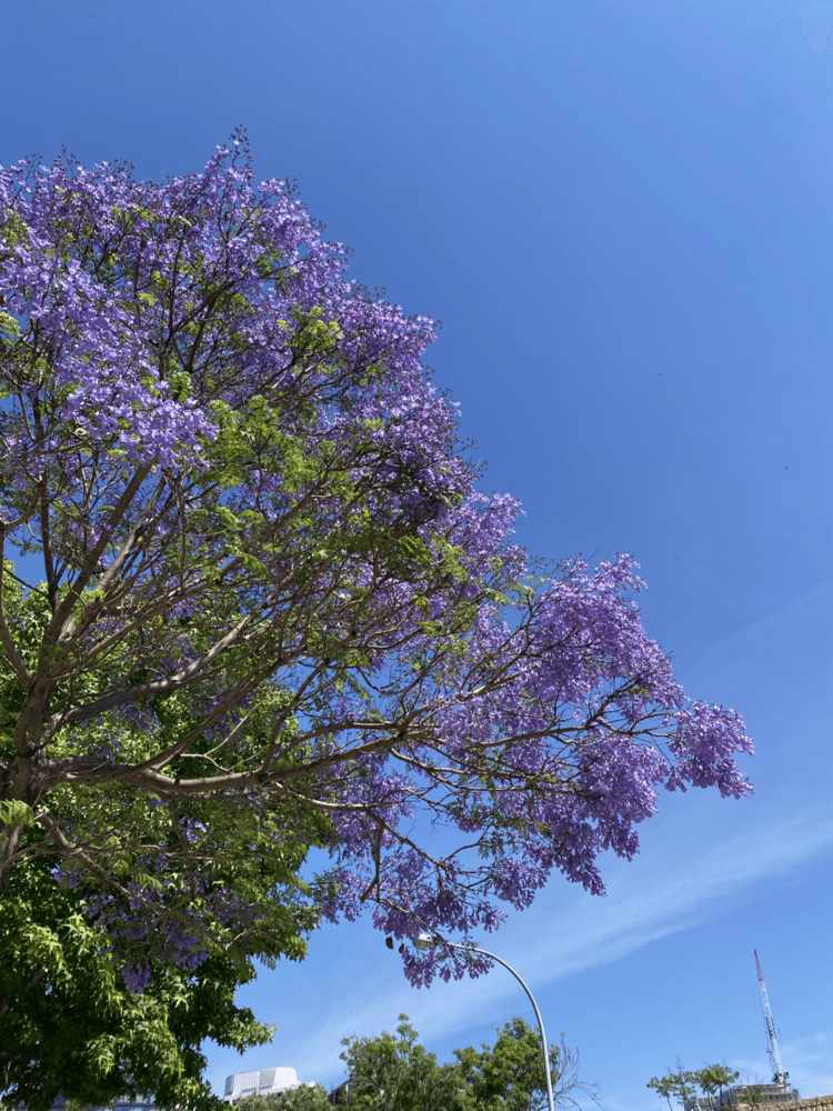 10月も後半に突入！初夏を告げる花、ジャカランダが美しい色彩を見せ始めたシドニーです！