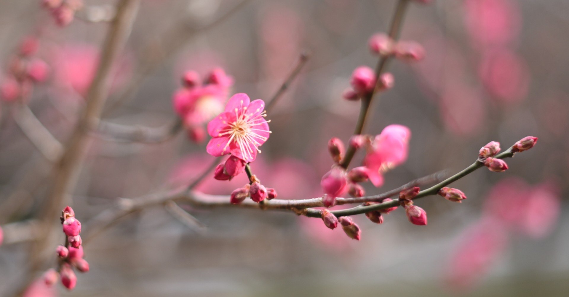 季語の花 1月 紫雲英 Note