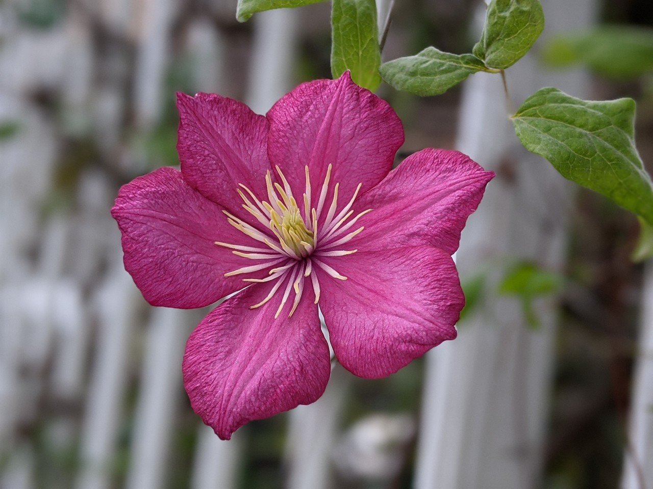 今朝の散策中に遭遇したピンク色の花たち 柘榴 Note