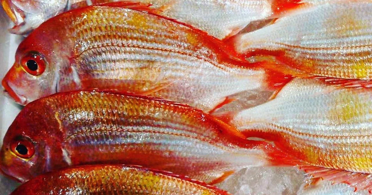 新潟 佐渡沖のレンコ鯛 連子鯛 キダイ 鮮魚通販 魚が来る 魚が来る 明日 新潟から 鮮魚通販 Note 新潟 佐渡沖のレンコ鯛 連子鯛 キダイ 鮮魚通販 魚が来る 魚が来る 明日 新潟から 鮮魚通販 Note