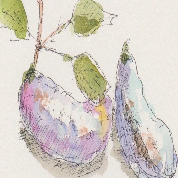 秋の色「あけび」を描く｜水彩スケッチ帖