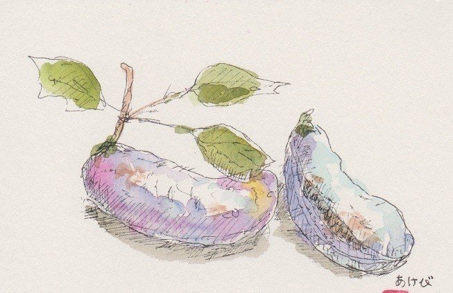 秋の色「あけび」を描く｜水彩スケッチ帖