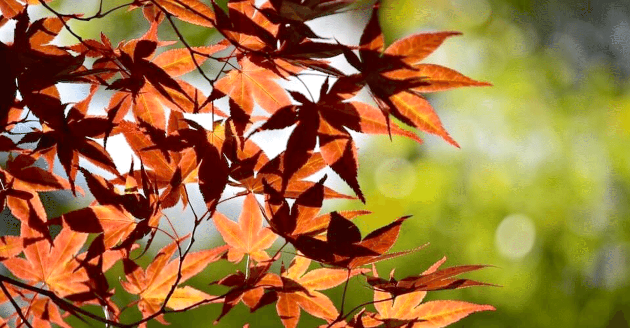 11月の乙女座の運勢 しいたけ占いのしいたけ 11月の乙女座の運勢 しいたけ占いのしいたけ