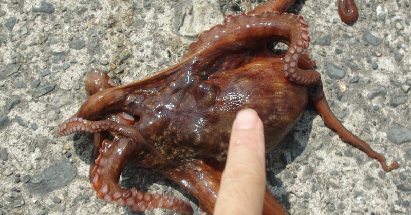 防波堤から餌木 エギ でタコを釣りたい 玉置標本 Note