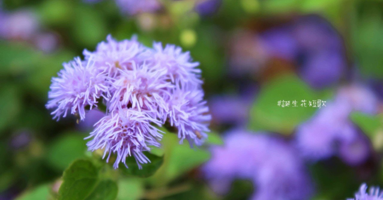 10月24日 誕生花は大霍香薊 誕生花短歌 御子柴 流歌 Note