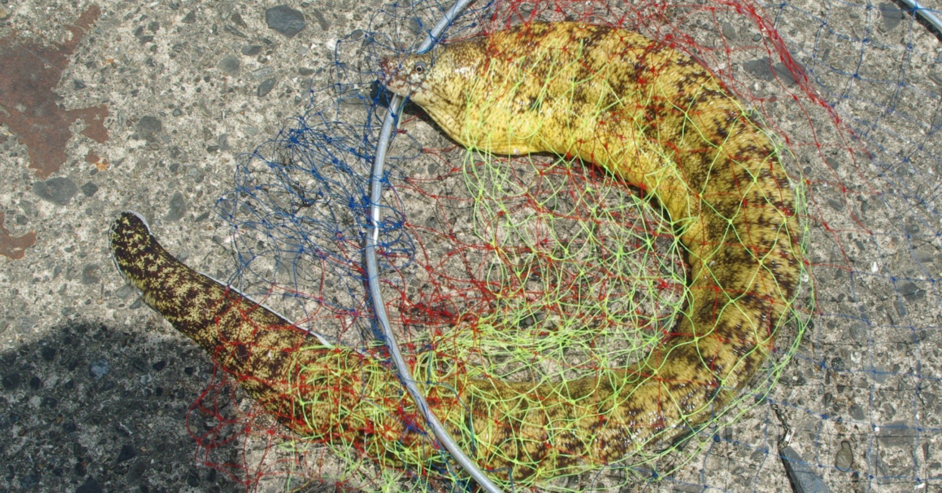 食べるためにウツボを釣りたい 玉置標本 Note 食べるためにウツボを釣りたい 玉置標本 Note
