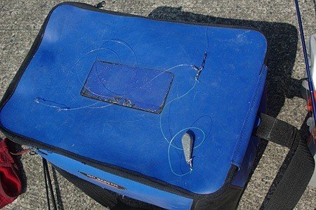 食べるためにウツボを釣りたい 玉置標本 Note