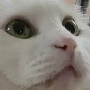 裏紙