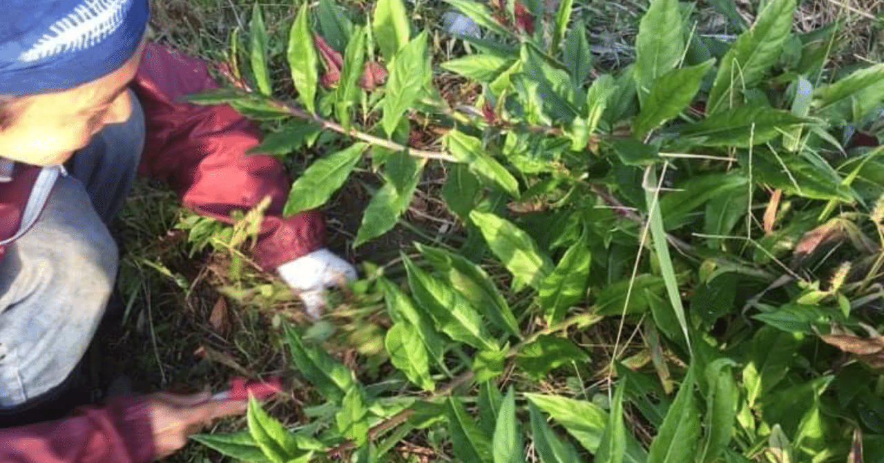 金時草のふやし方 挿し木 ともエル Note 金時草のふやし方 挿し木 ともエル Note