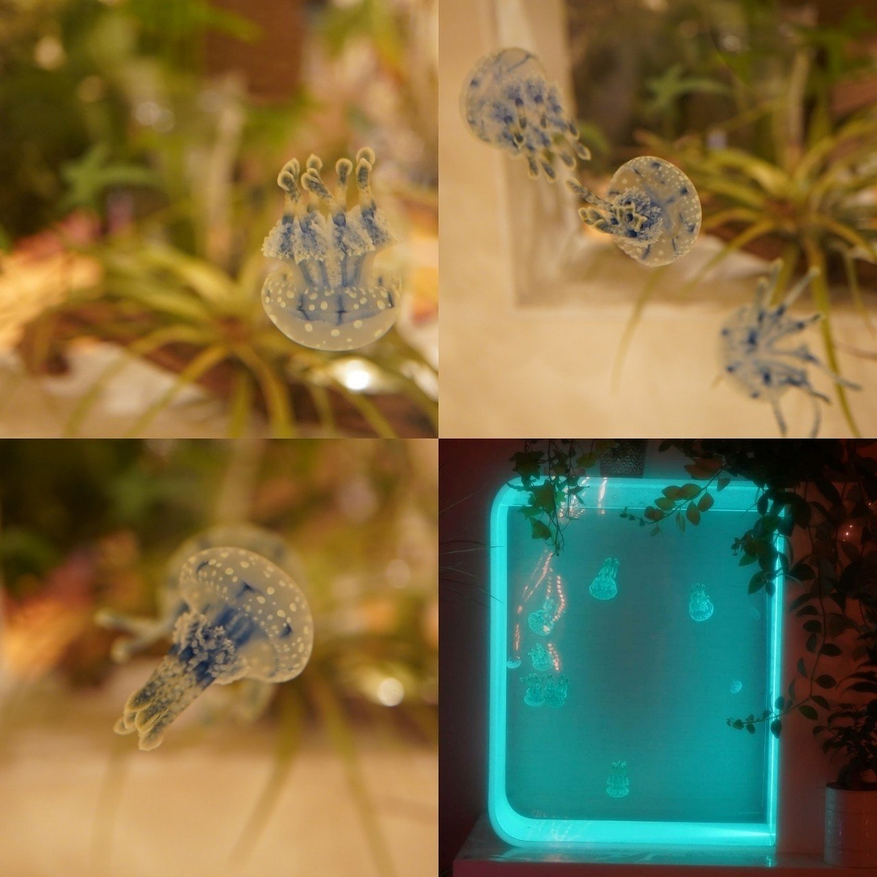 クラゲの癒し Cotomo Note クラゲの癒し Cotomo Note