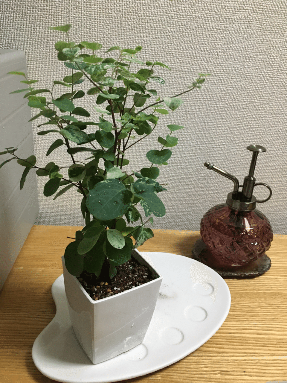 観葉植物を買った 佐藤そちゃ Note