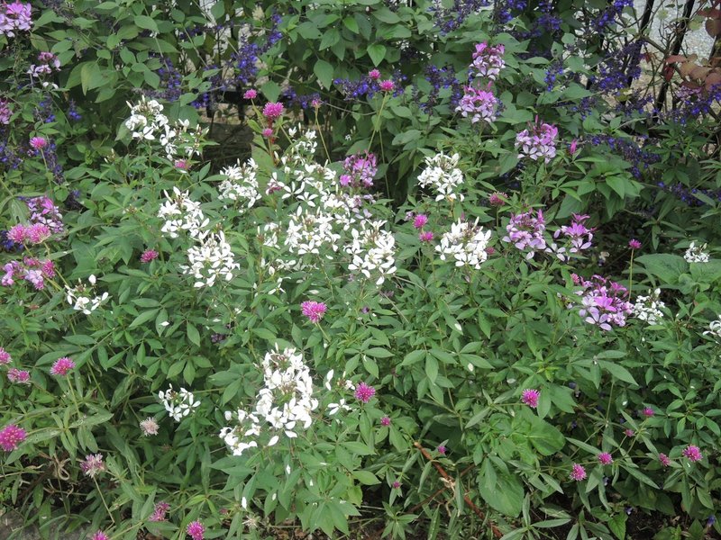 毛呂山町の紹介 毛呂山町立図書館の薔薇 夢ねずみ Note 毛呂山町の紹介 毛呂山町立図書館の薔薇 夢ねずみ Note