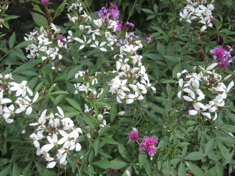毛呂山町の紹介 毛呂山町立図書館の薔薇 夢ねずみ Note 毛呂山町の紹介 毛呂山町立図書館の薔薇 夢ねずみ Note