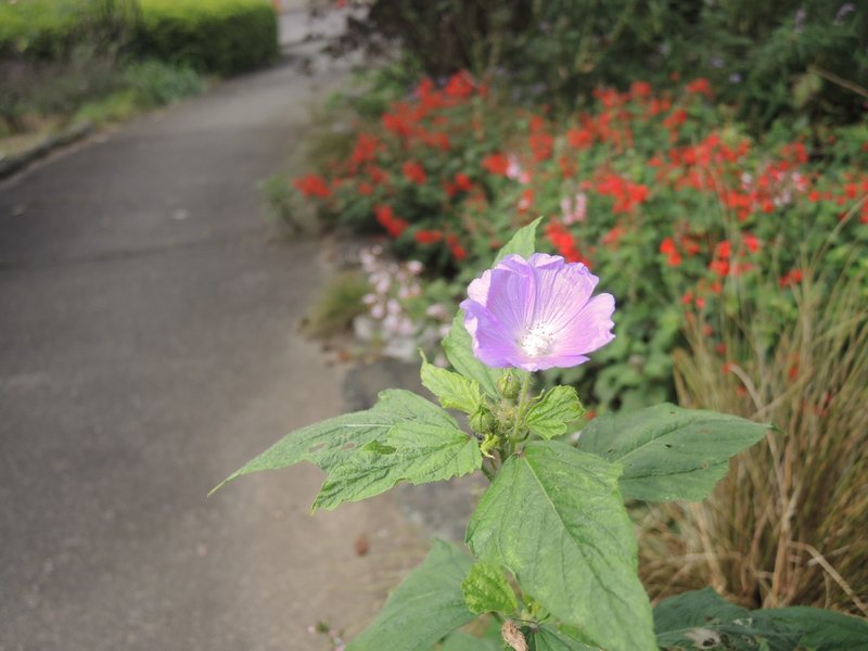 毛呂山町の紹介 毛呂山町立図書館の薔薇 夢ねずみ Note 毛呂山町の紹介 毛呂山町立図書館の薔薇 夢ねずみ Note