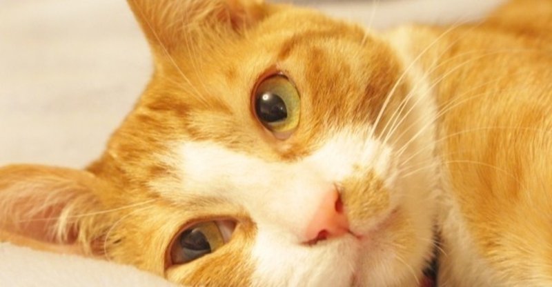支援者に猫好きが多いのはなぜなのか 永井悠大 Note