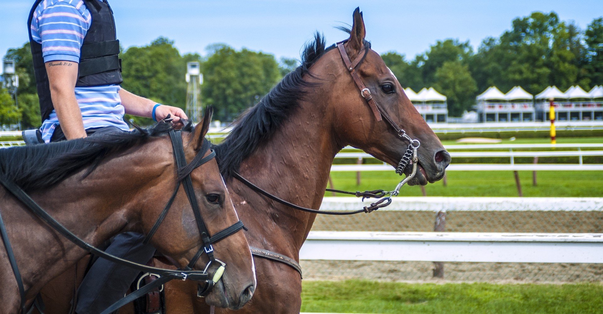 募集馬 短評 ノルマンディーオーナーズクラブ 第一次募集馬短評 一口馬主マスターb Note