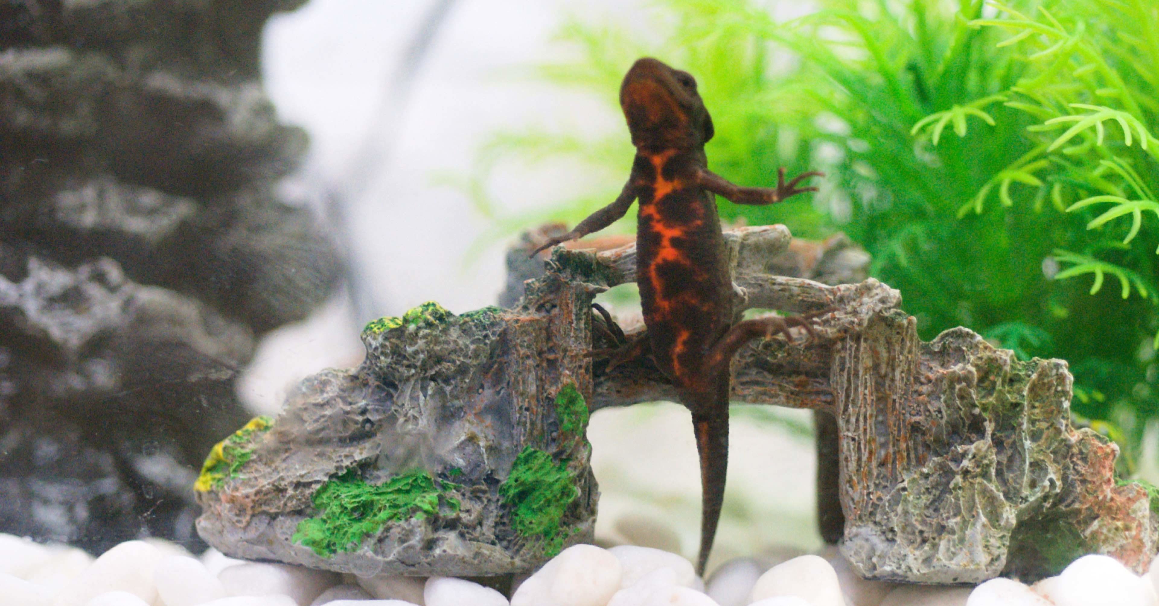 まずはイモリが両生類だということを覚えて帰ってほしい アカハライモリ からはりもあい Note