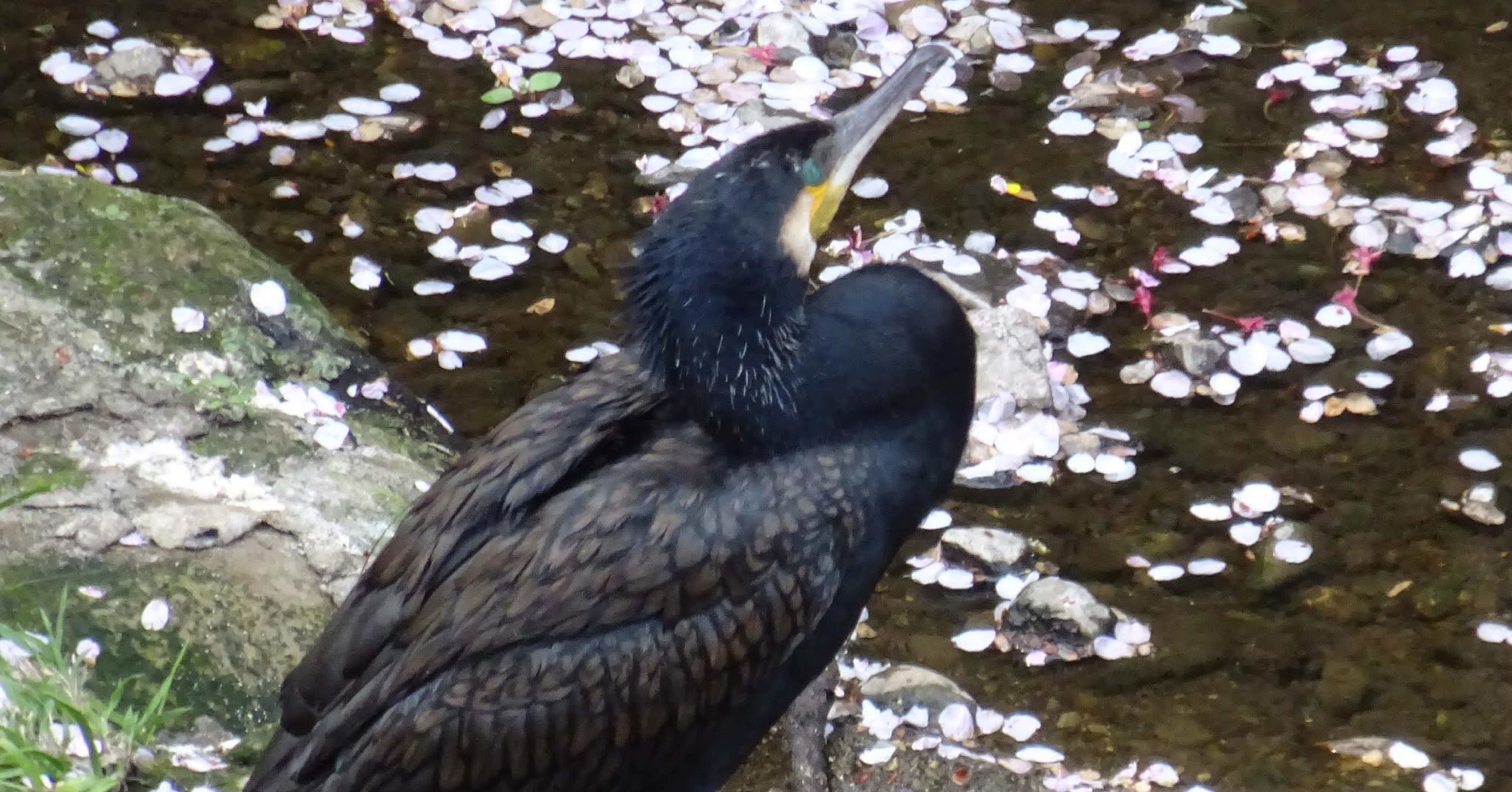 ブルックラディ ザ クラシックラディbruichladdich The Classic Laddie 過去と未来の間に生きるおじさん Note