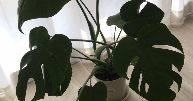 妻 観葉植物置きたいな モンステラ 1 Toffy 愛妻家fp Note