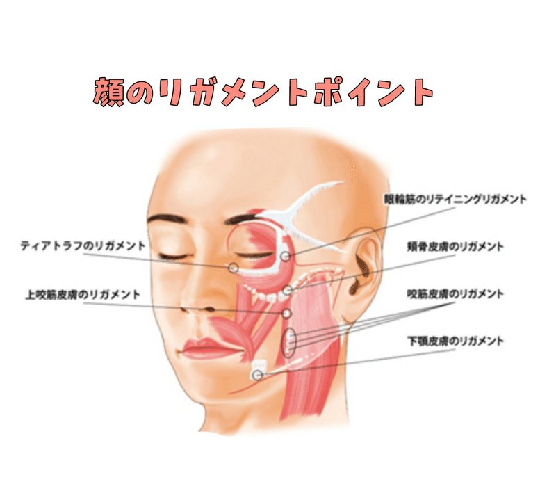 リガメントほぐし 医療法人社団白壁会サフォクリニック Note リガメントほぐし 医療法人社団白壁会サフォクリニック Note