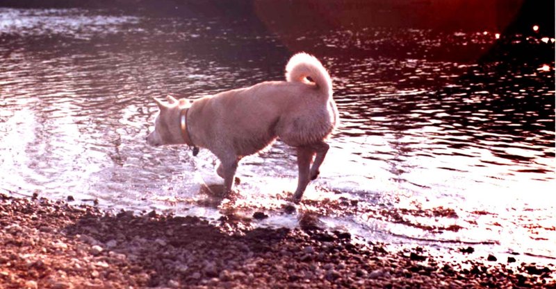 紀州犬 太郎の大冒険 Kaze Note