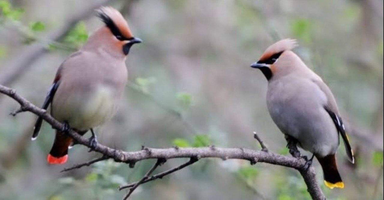 第1314回 キレンジャクとヒレンジャク 共に4回目 翆野 大地 Note 第1314回 キレンジャクとヒレンジャク 共に4回目 翆野 大地 Note