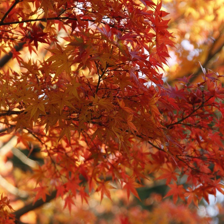 鎌倉のお寺で見た紅葉。 以前撮った写真です。何気ない葉っぱですが、この季節で光があれば素敵な題材になりますね。