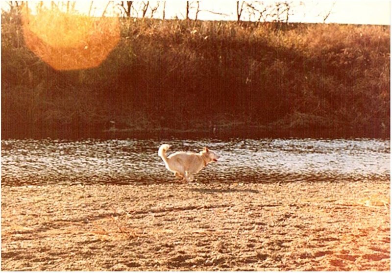 紀州犬 太郎の大冒険 Kaze Note