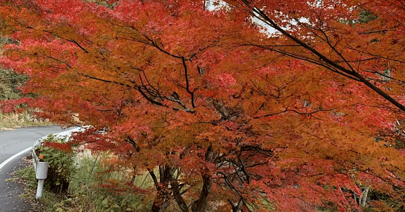 紅葉する樹木はどのように剪定するのが正解なの？！