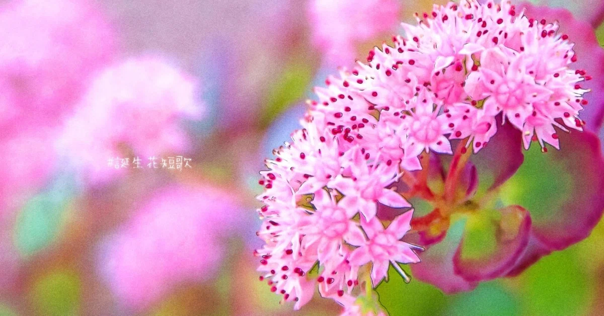 October 25th, the birth flower is Tama-no-o [#BirthFlowerTanka]｜御子柴 流歌