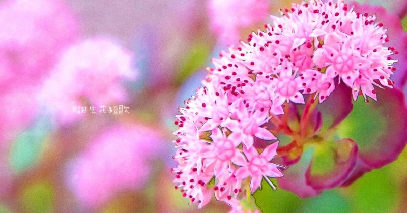 10月25日 誕生花は玉緒 誕生花短歌 御子柴 流歌 Note