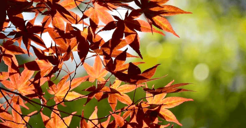 本日9ヶ月記念日らしいです イチカ Note