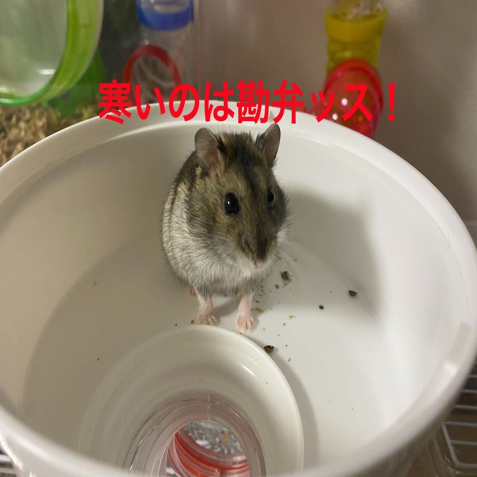 ハムスター飼育日記184日目と96日目 10 24 サトウショウヘイ Note